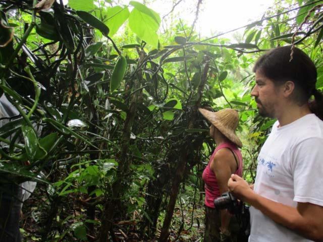 Lodge Vanilla Jungle - Rainforest Waterfall Garden Puerto Viejo de Sarapiqui
