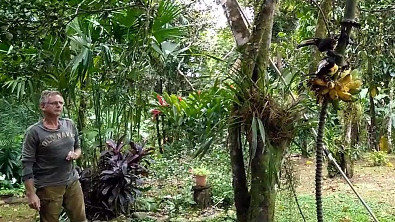 Vanilla Jungle - Rainforest Waterfall Garden